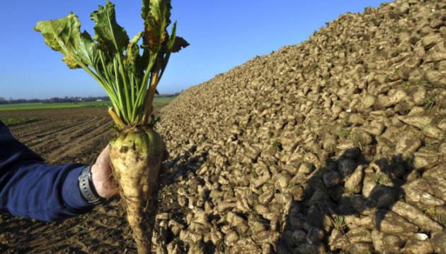 Аграрії Вінницької області цього року мають намір зібрати 2,6 мільйона тонн цукрових буряків.