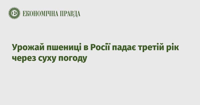 У Росії третій рік поспіль спостерігається зниження врожаю пшениці внаслідок посушливих умов.